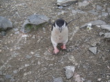 Ein Zgelpinguin bei Hannah Point