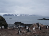 Eselspinguine auf Livingston