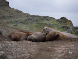 See-Elefanten bei Hannah Point