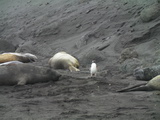 Eselspinguin inmitten von See-Elefanten