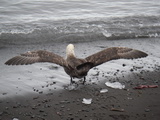 Riesensturmvogel