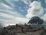 Eselspinguine vor dem Mount Lacroix