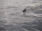 Seeleopard vor Yalour Island