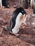 Adlie-Pinguin auf Yalour Island