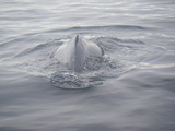 Buckelwal in Penola Strait