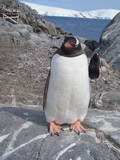 Eselspinguin in Port Lockroy