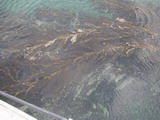 Kelp, diesen Seetang sieht man berall