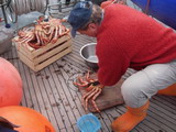 Henk schlachtet die King Crabs