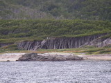 Kste des Beagle-Kanal, bei genauem Hinsehen ist ein Guanaco zu erkennen